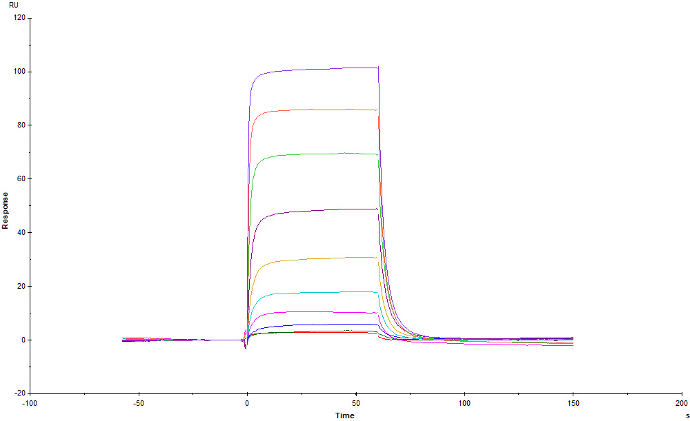 Human_FcRn_Heterodimer_Protein_SPR