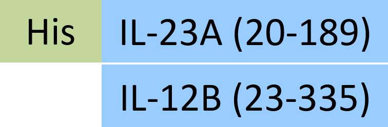 ILB-HM52W6-structure