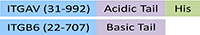 IT6-H52E1-structure