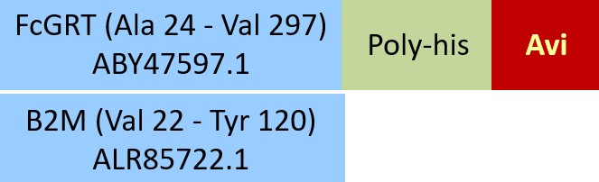 Online(Ala 24 - Val 297 (FCGRT) & Val 22 - Tyr 120 (B2M)) ABY47597.1 (FCGRT) & ALR85722.1 (B2M)