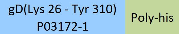 Glycoprotein D (HSV-2) Structure