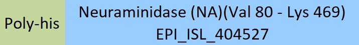 Neuraminidase/NA (Influenza Virus) Structure