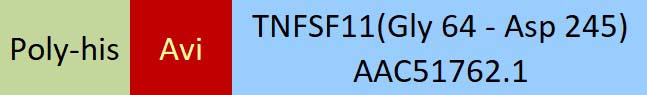 TNFSF11 Structure